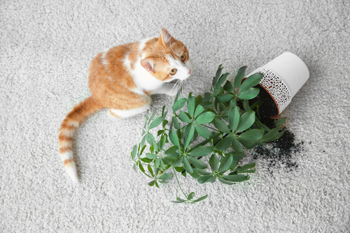 Keep Your Home Clean And Your Cat Comfy With This Waterproof - Temu