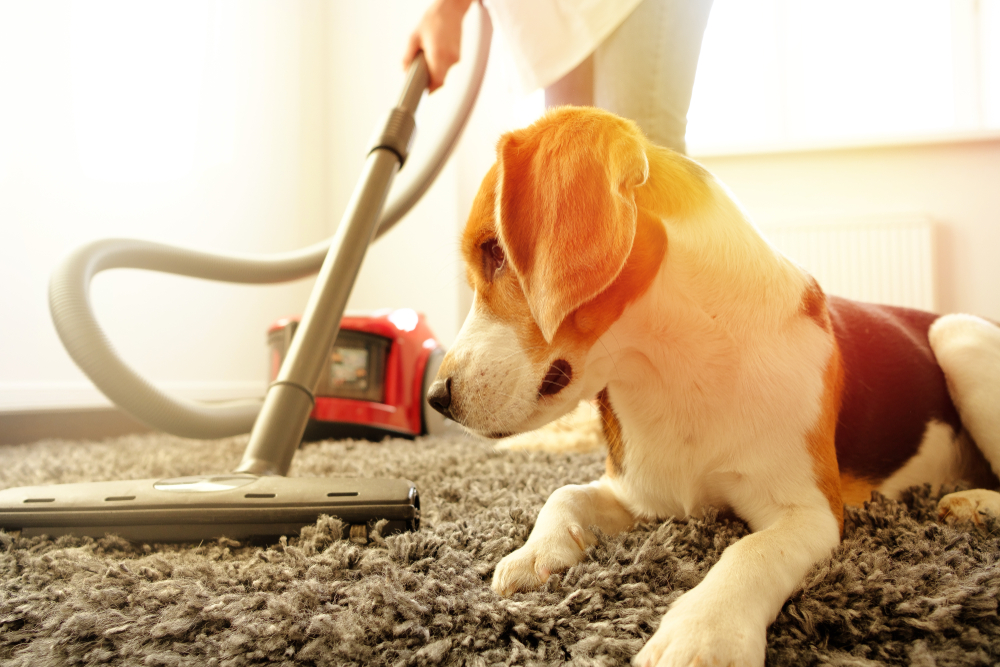 10 Tips for How to Keep Your House Clean With Dogs - Parsnips and Pastries